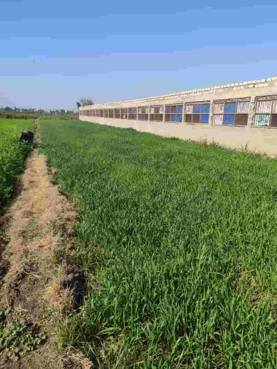 Poultry farm for sale in Mansoura