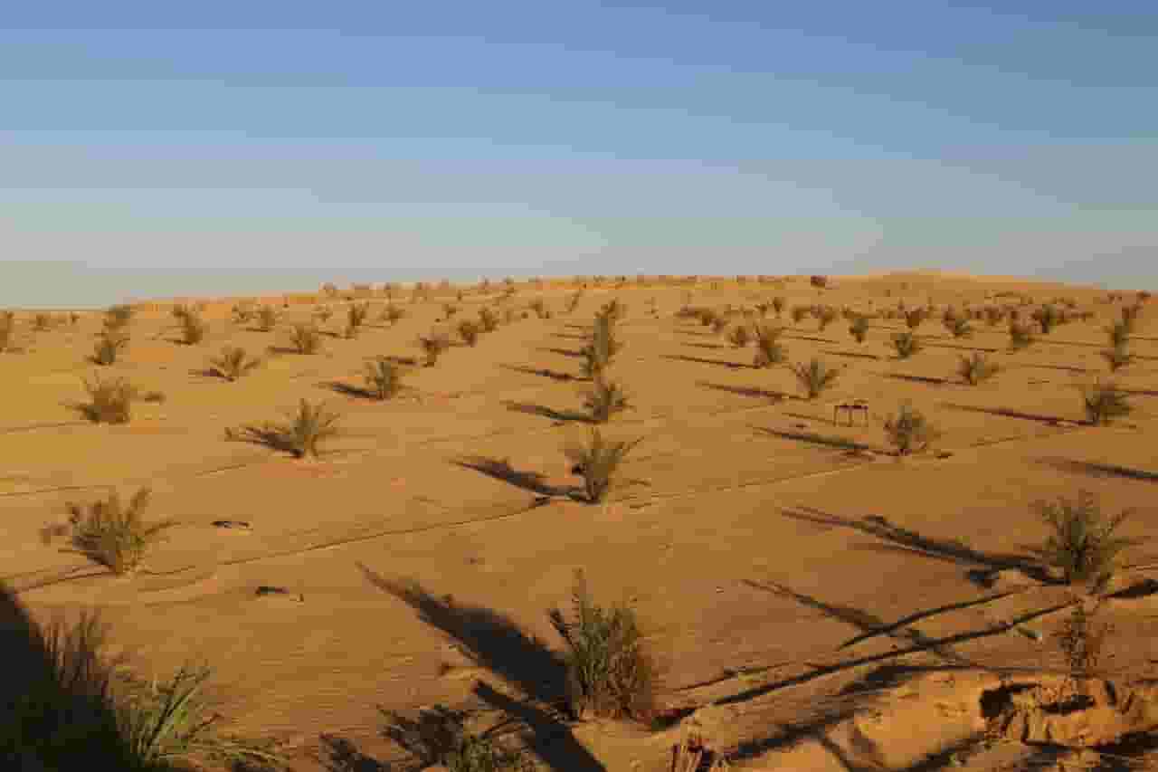  2.5فدان نخيل مجدول بسيوة
