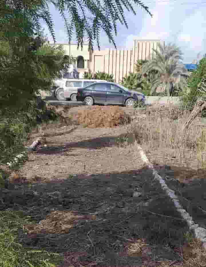 Ali agricultural nursery for sale directly