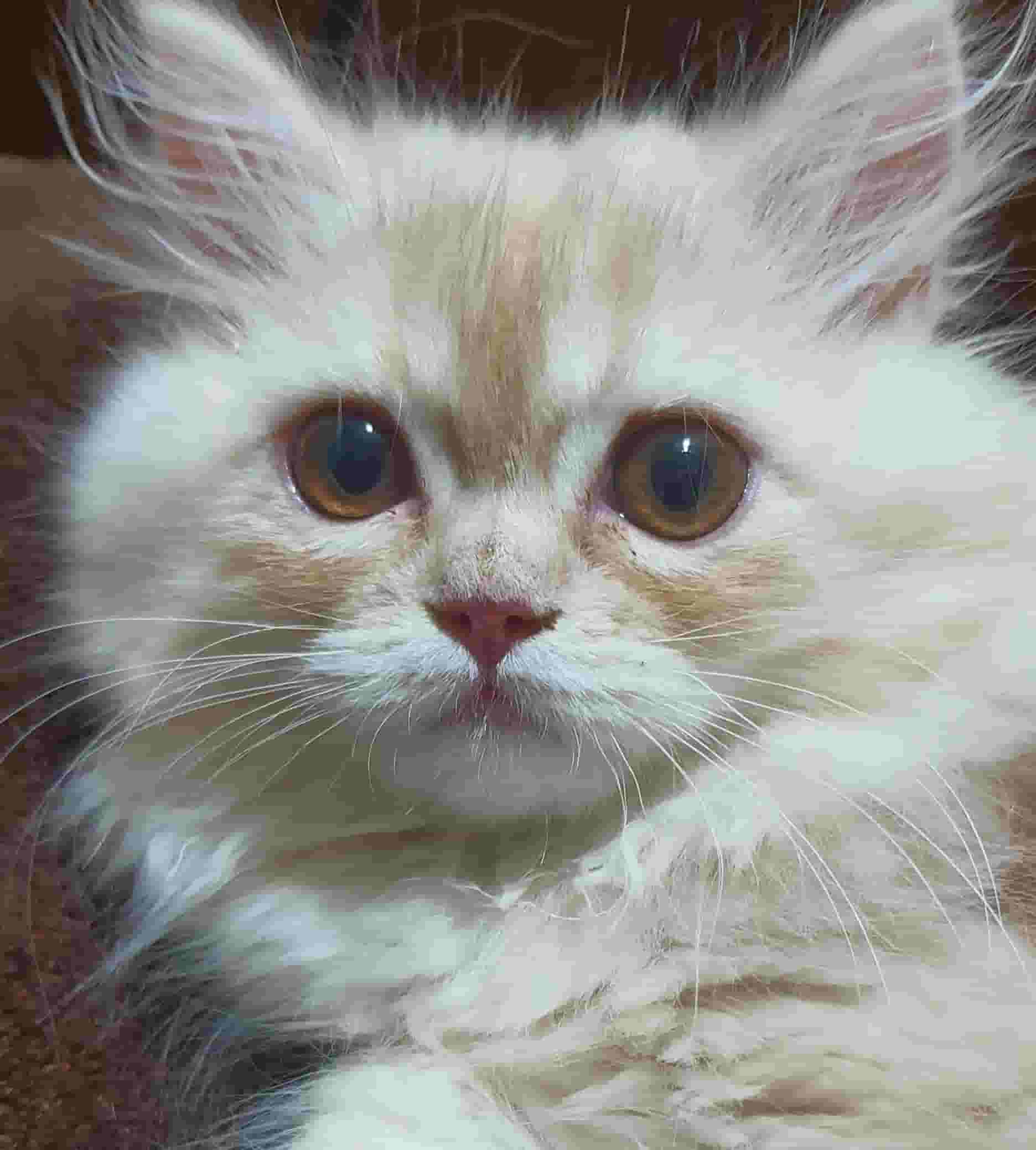Shirazi Pure male and female cats for sale