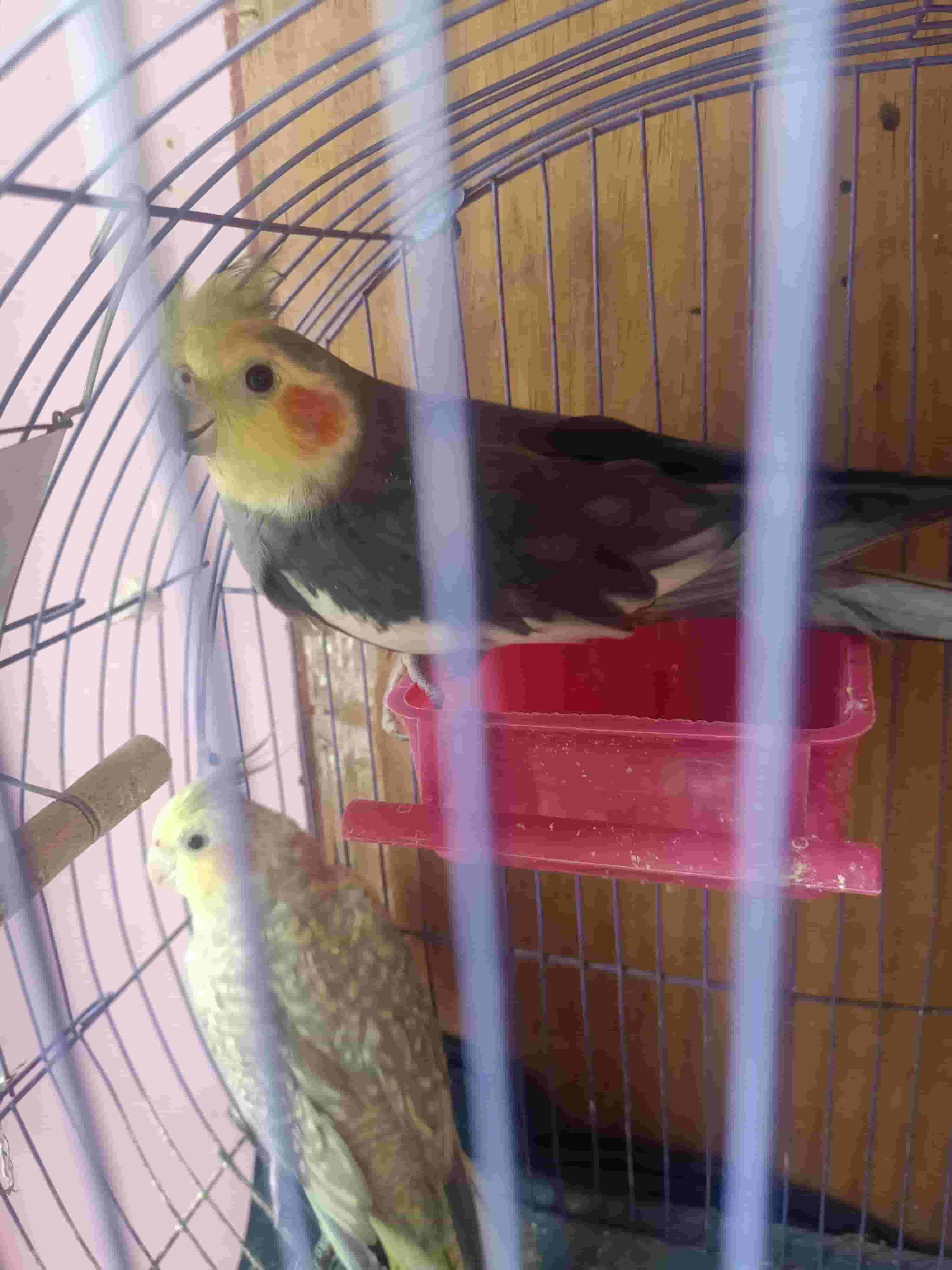 عصافير متنوعة