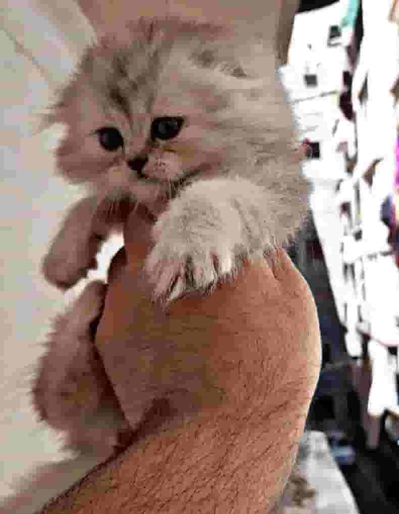 Female Scotch Long Hair has folded ears