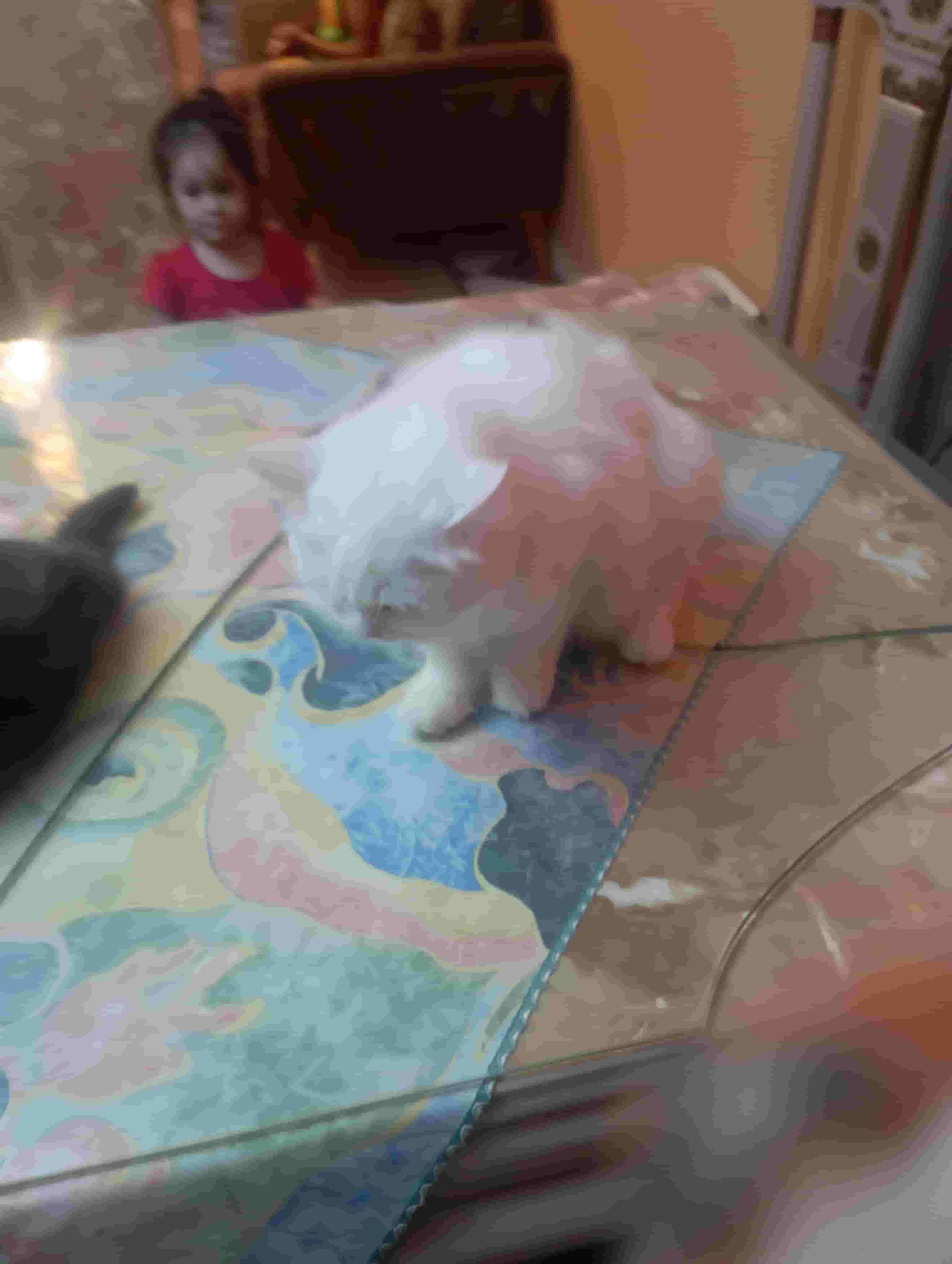 Shirazi cats