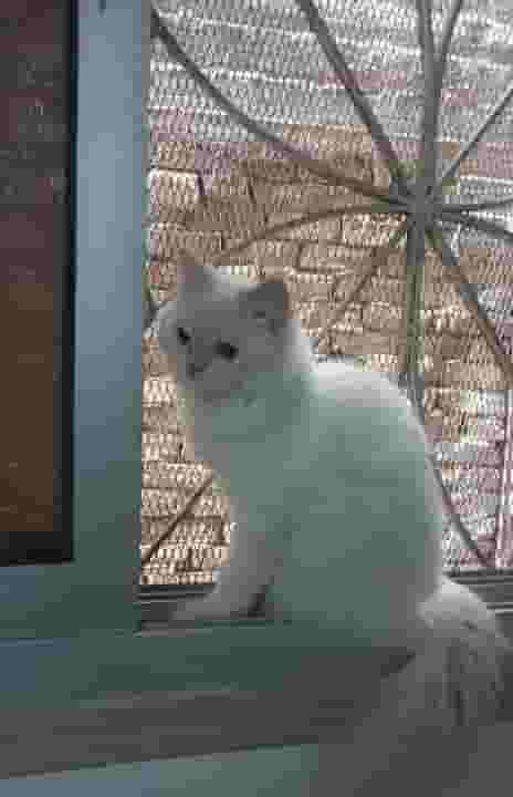 Two cats for sale 
