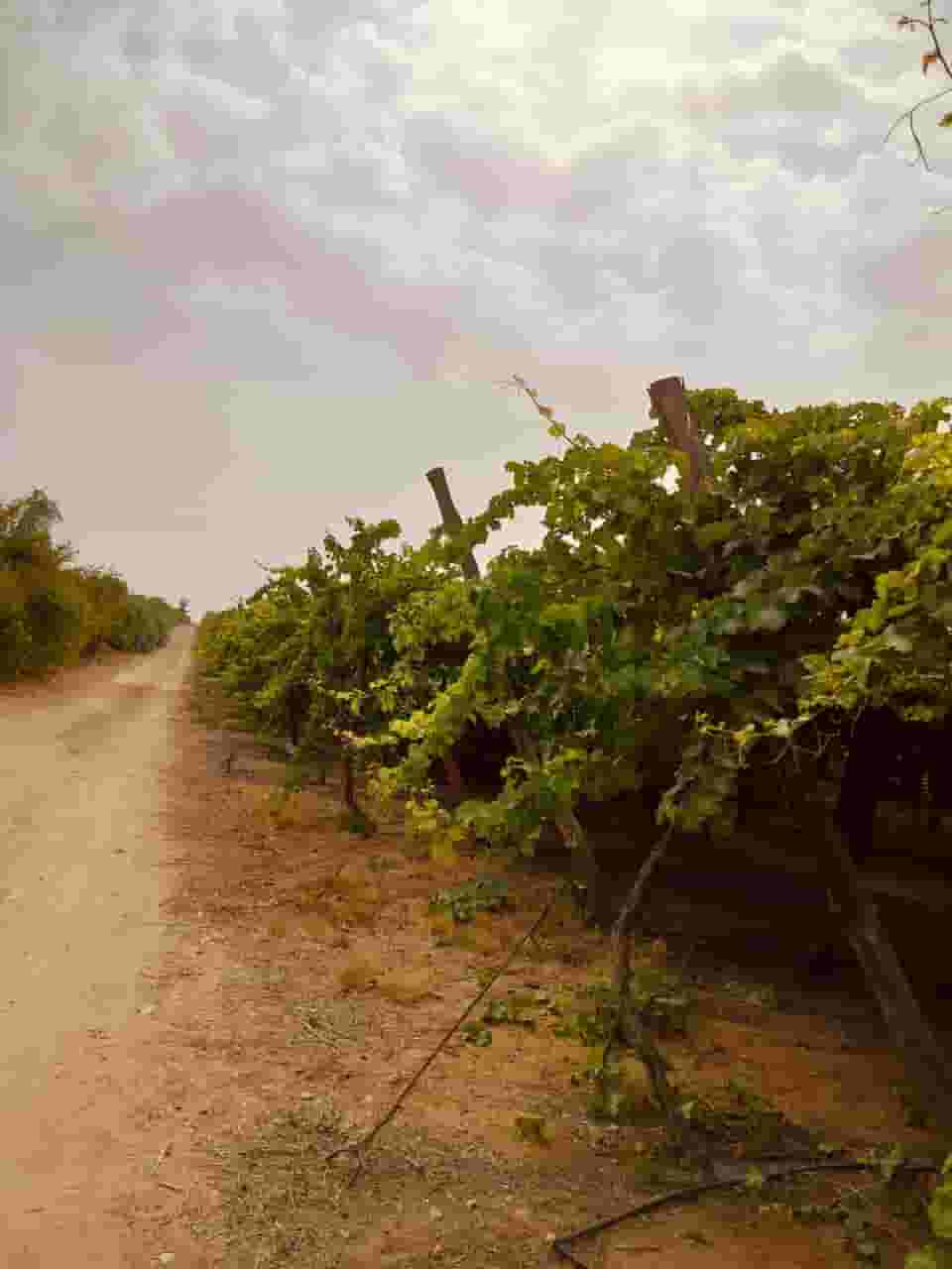 Farm for sale on Belbeis 10th road, Adliya Association