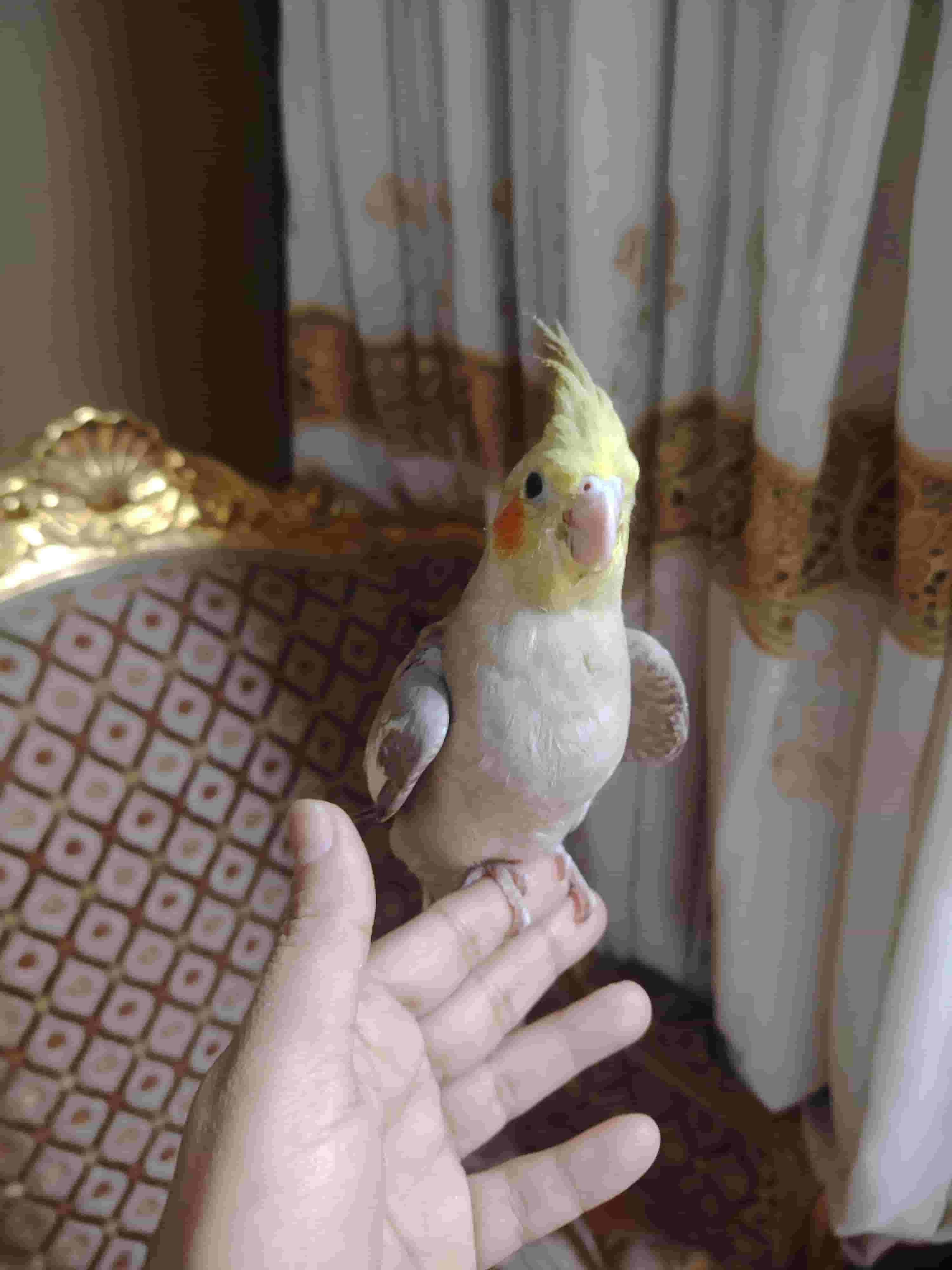 Bagbaghan Cocktail Trainee