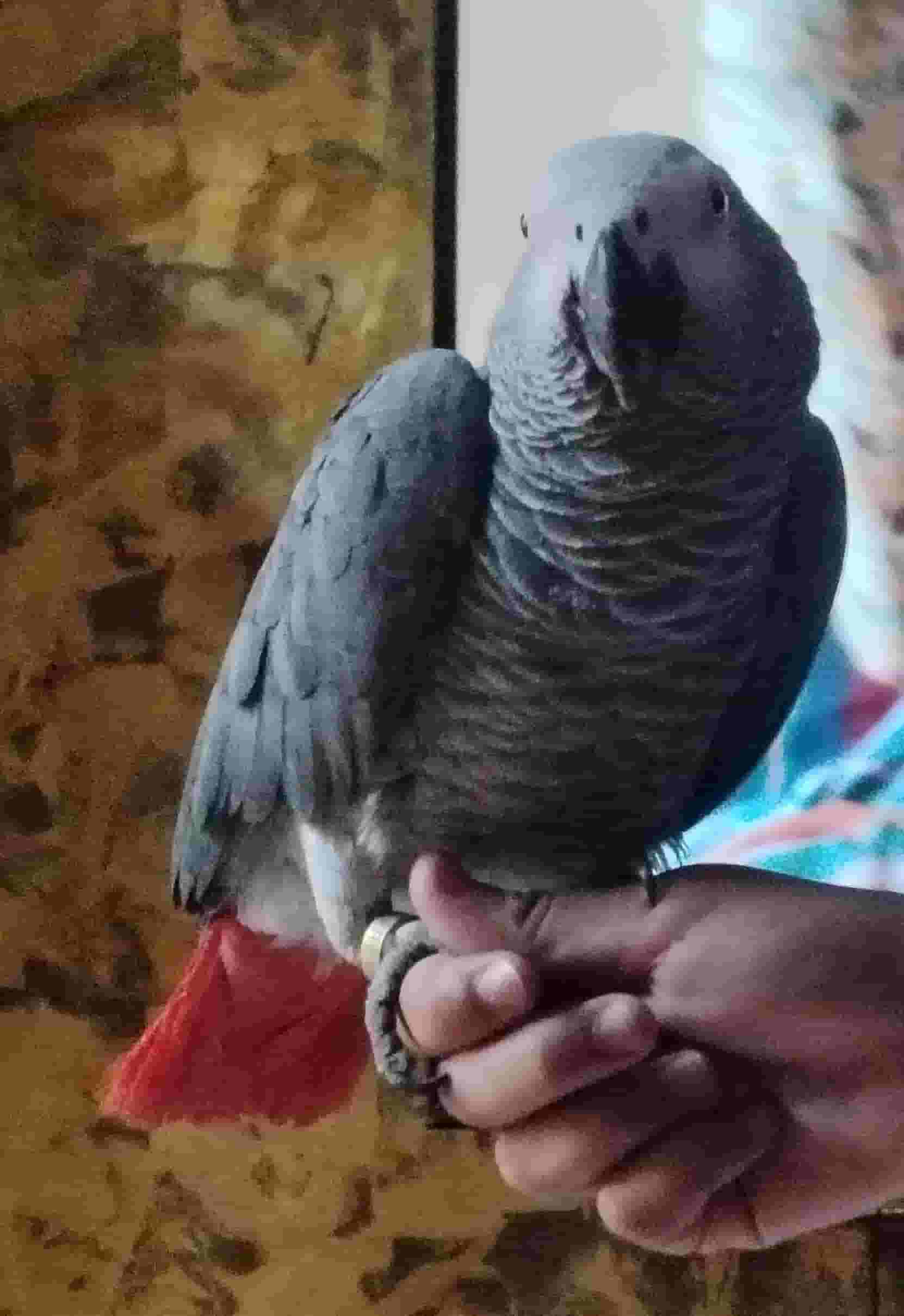 Bagbaghan Casco