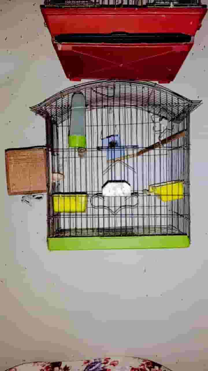 Bird cage, food dishes, water, nest and wire