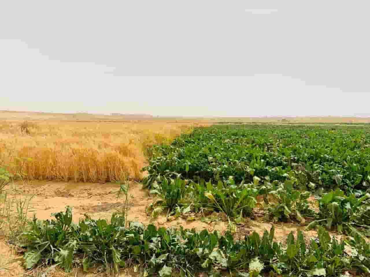بيع واستثمار اراضي زراعية