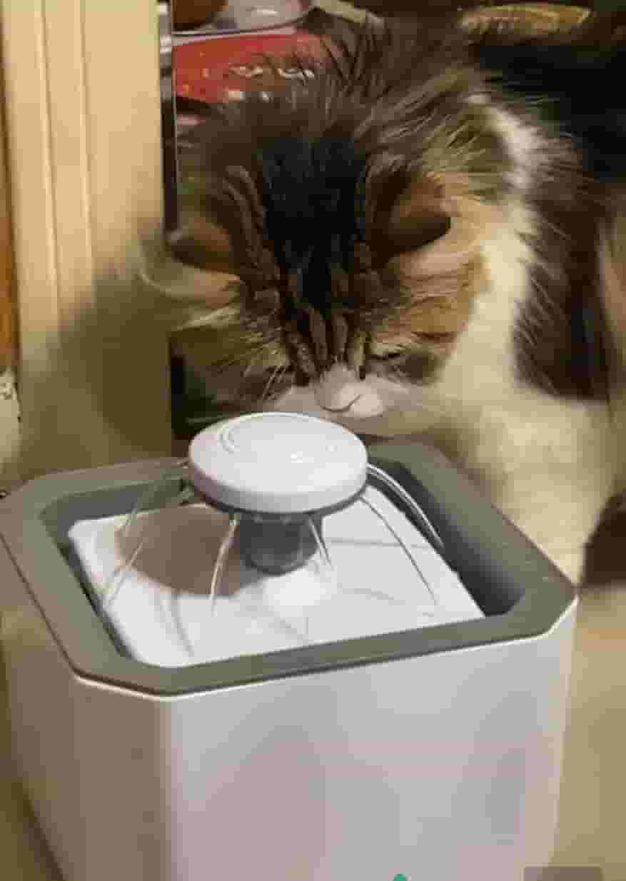 cat water fountain