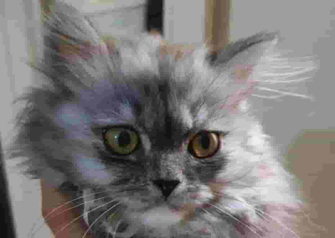 Shirazi pure cats for sale 