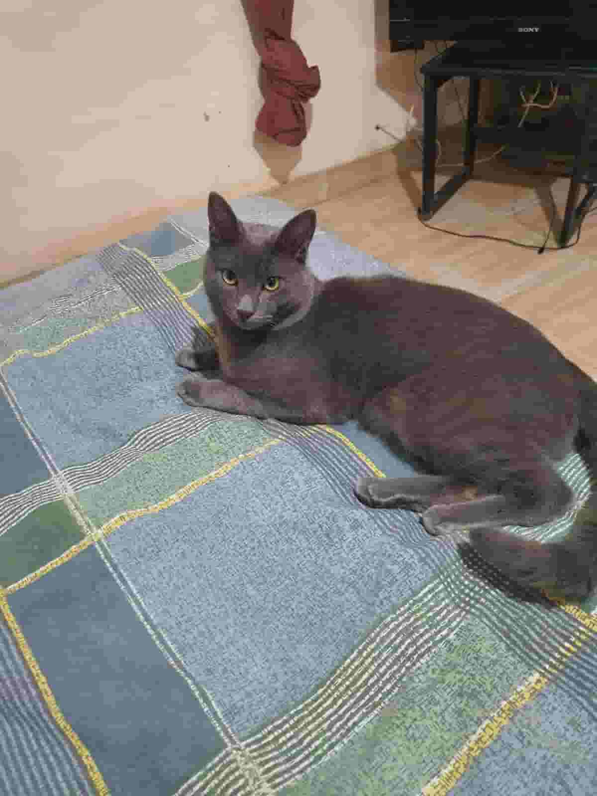 A cat is required for marriage