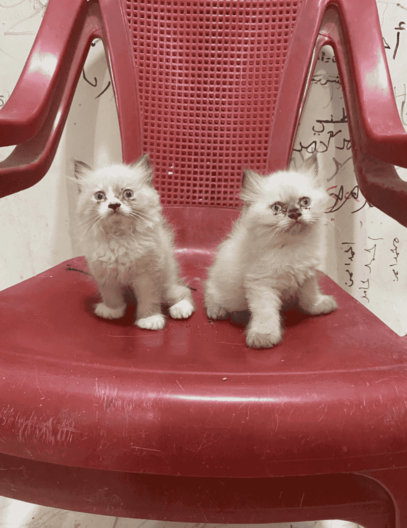 Ragdoll's boy and girl cats are for sale