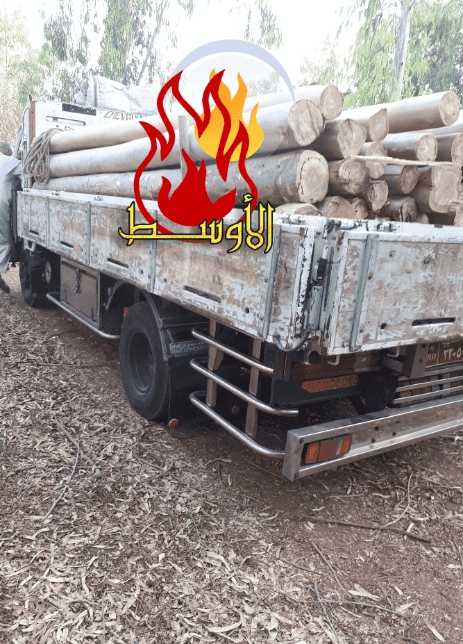 Citrus firewood for export 