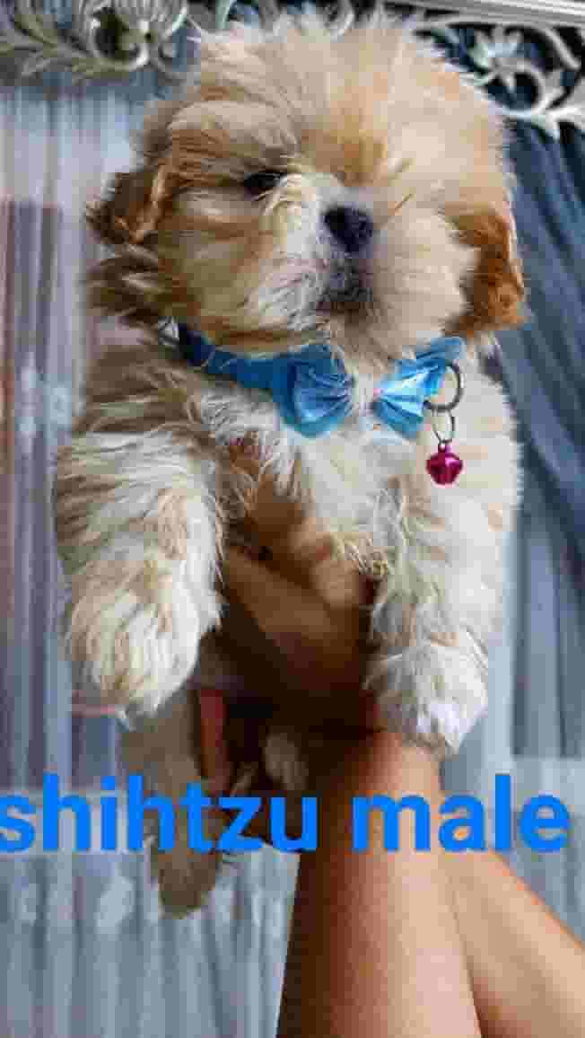 Shihtzu puppy