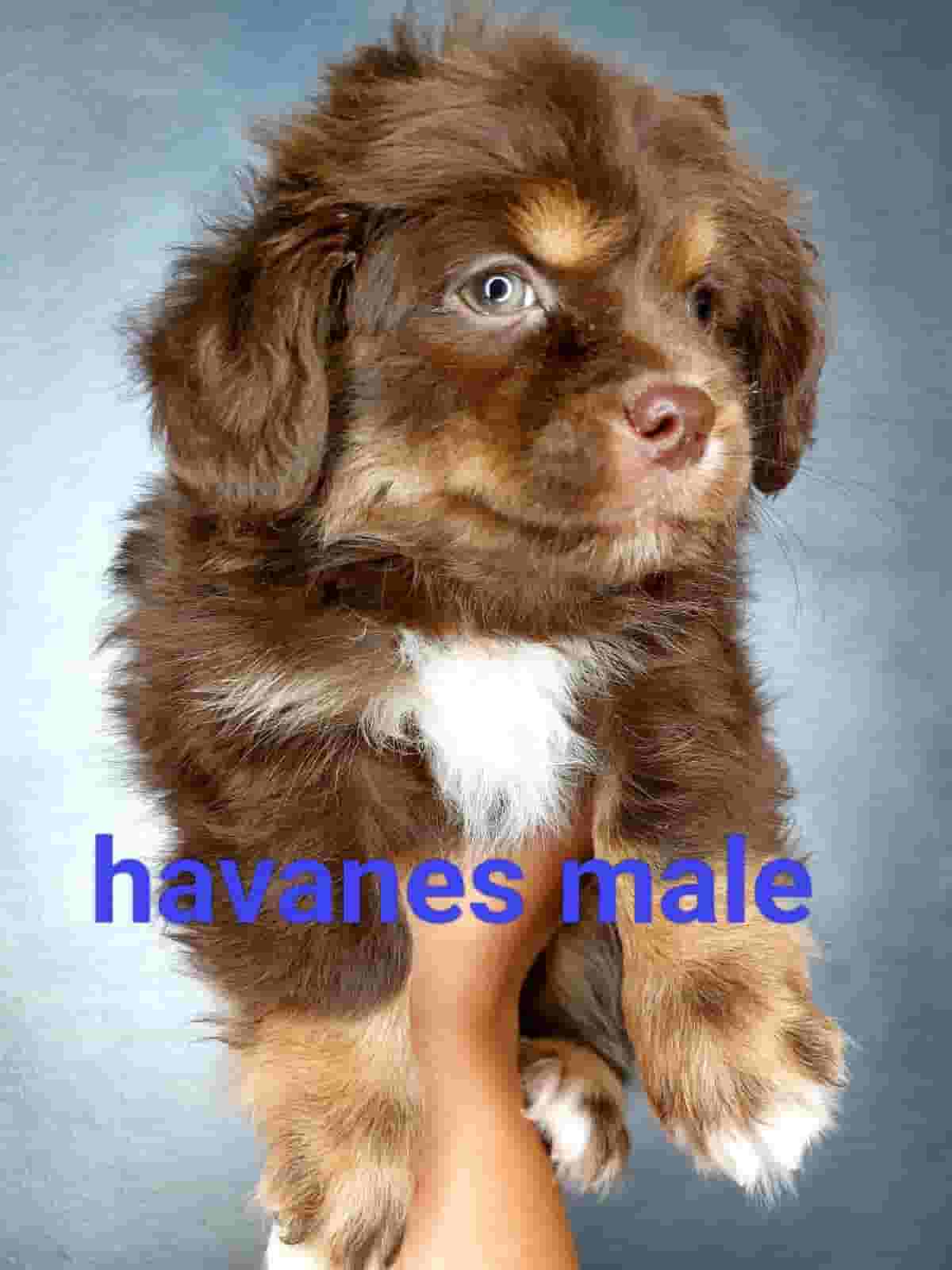 Havanes puppy