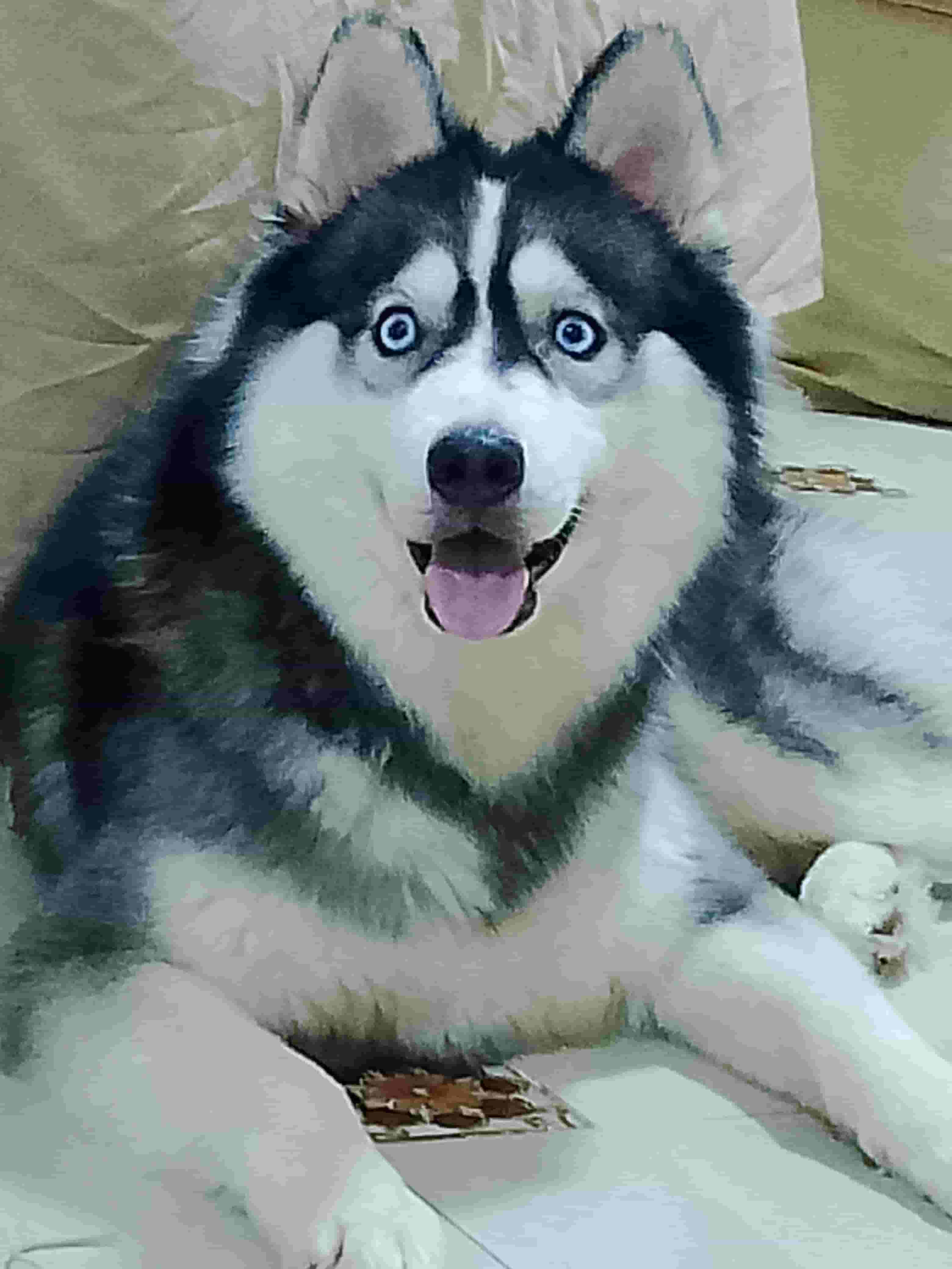 Pure Husky dog for sale