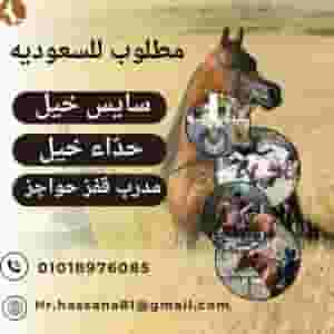 A horse rider is required/obstacle jumping coach is required