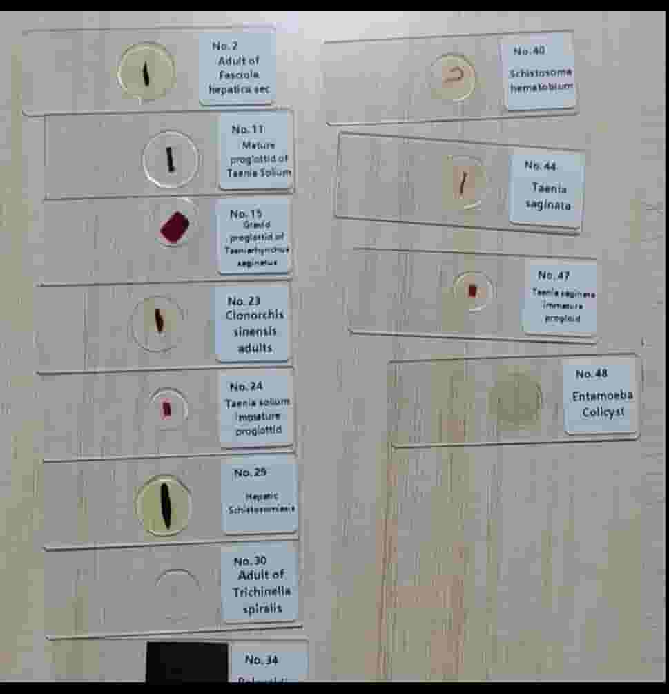 Microscopic slides equipped
