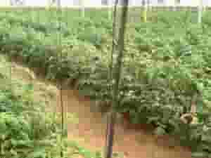 مهندس زراعى ابحث عن فى دول الخليج العربى