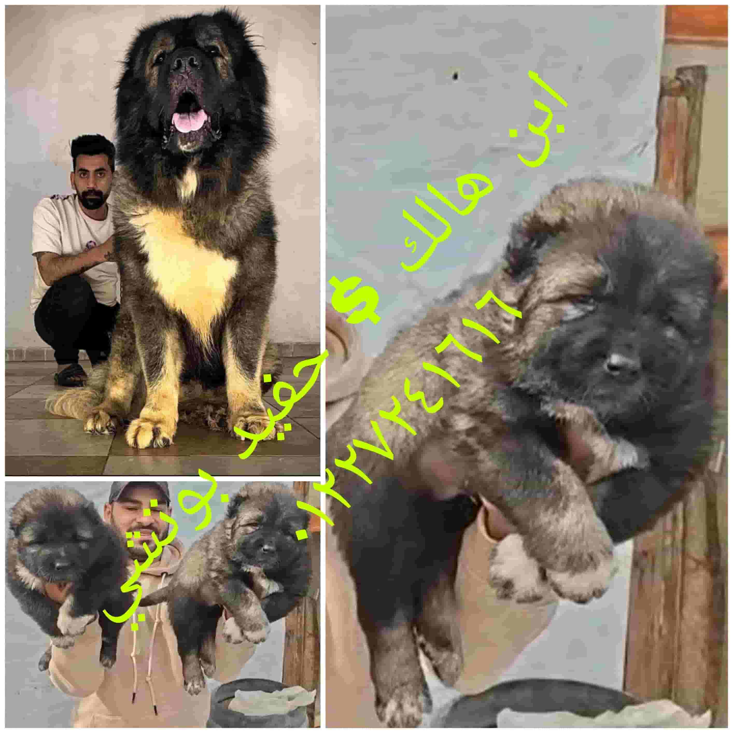 Cockegn/Caucasian puppy