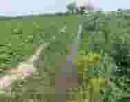 Agricultural land for sale in Nubaria in a very special location