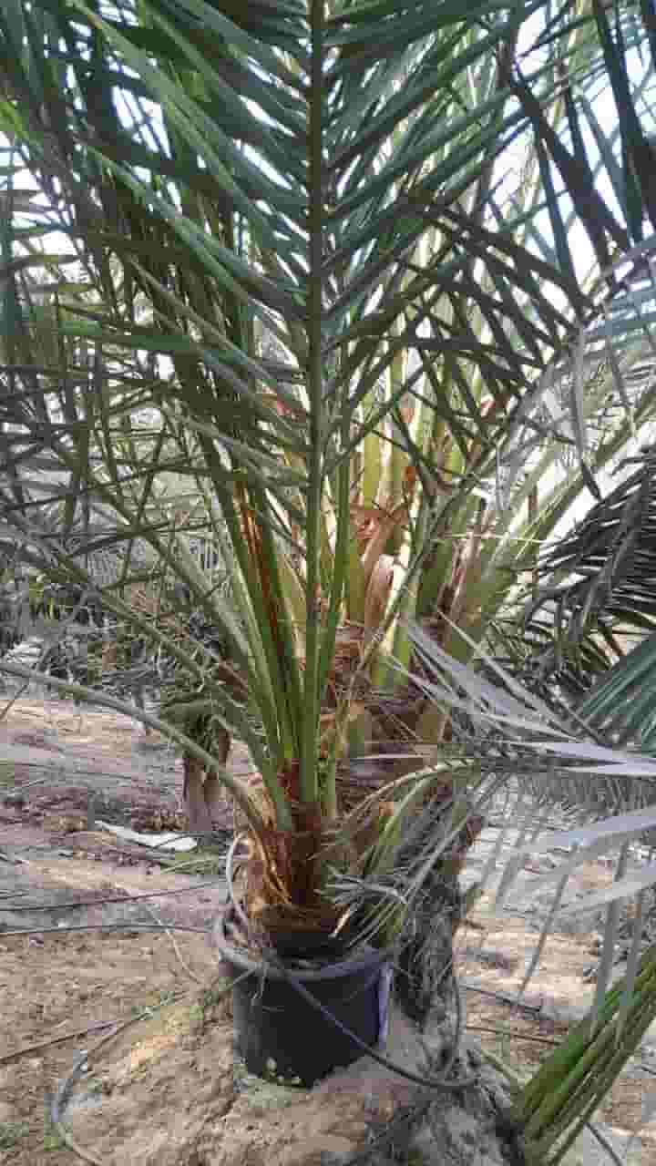 French palm trees for sale