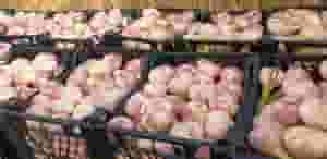 ثوم للتصدير