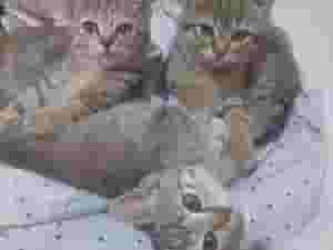 قطط للتبنى ٢ولد و٢ بنات العمر شهرين ونصف