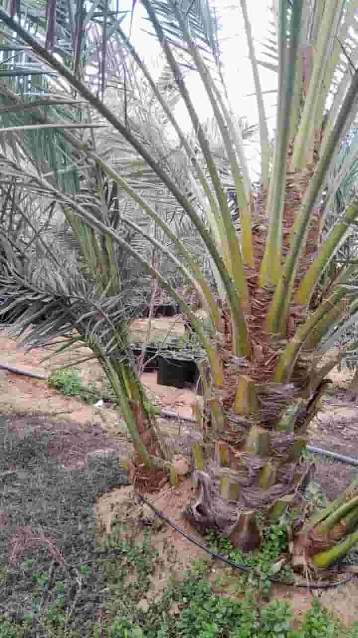 فسائل نخيل برحى