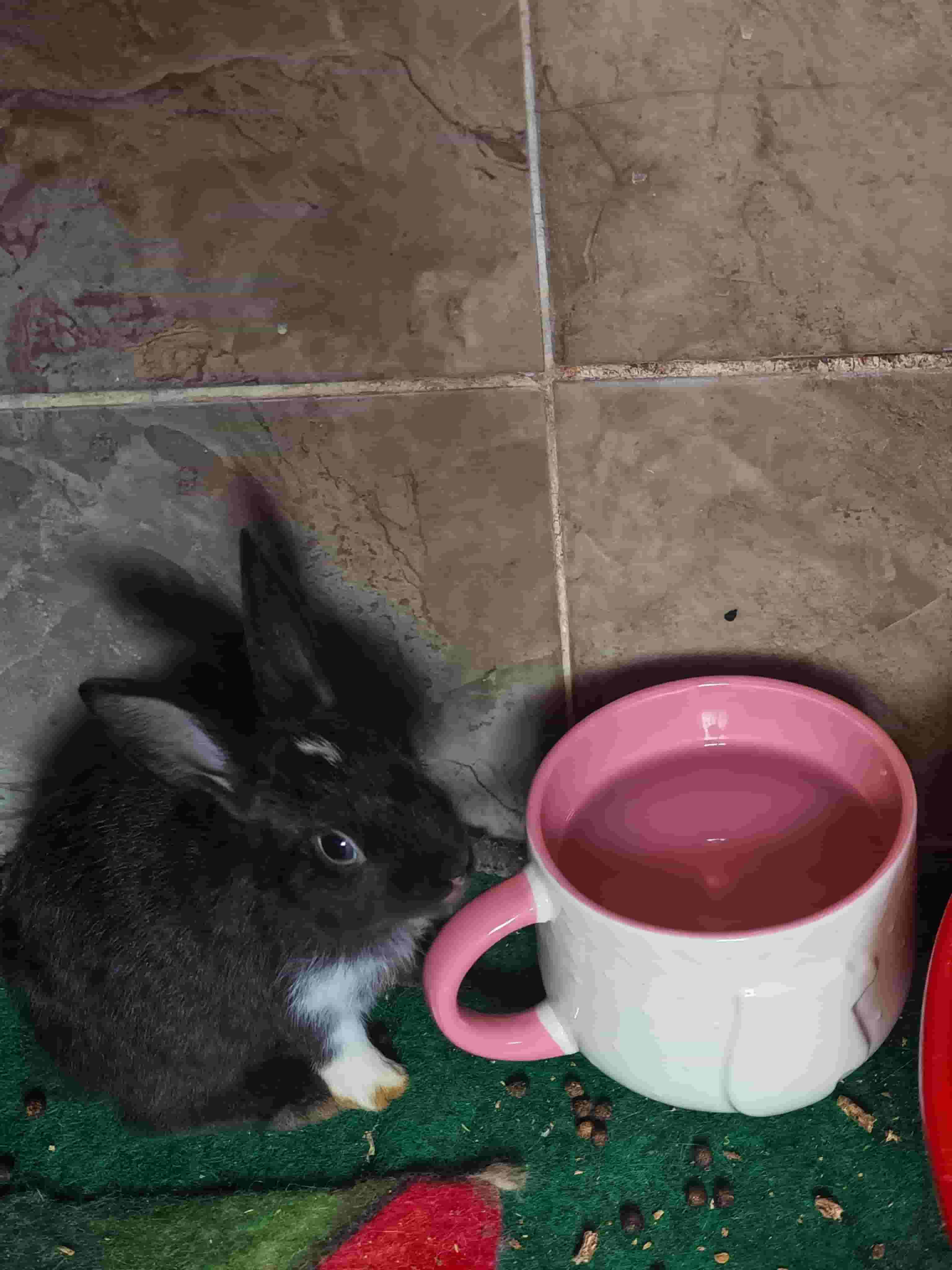 Rabbit 🐰 Alef is beautiful ❤