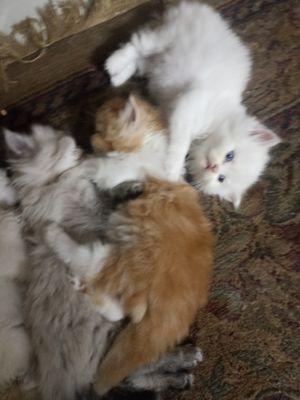 القطط الفارسية والشيرازية
