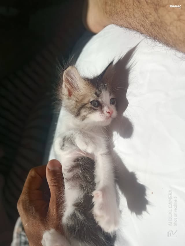قطط شيرازى