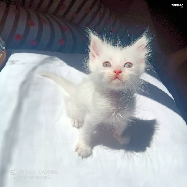 قطط شيرازى