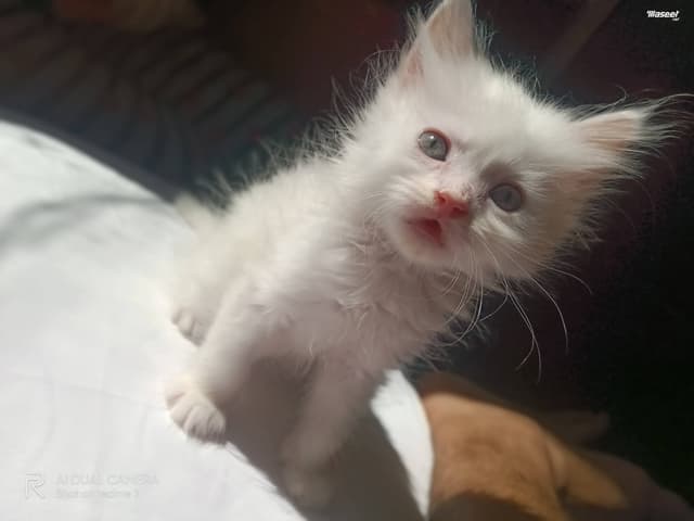 قطط شيرازى