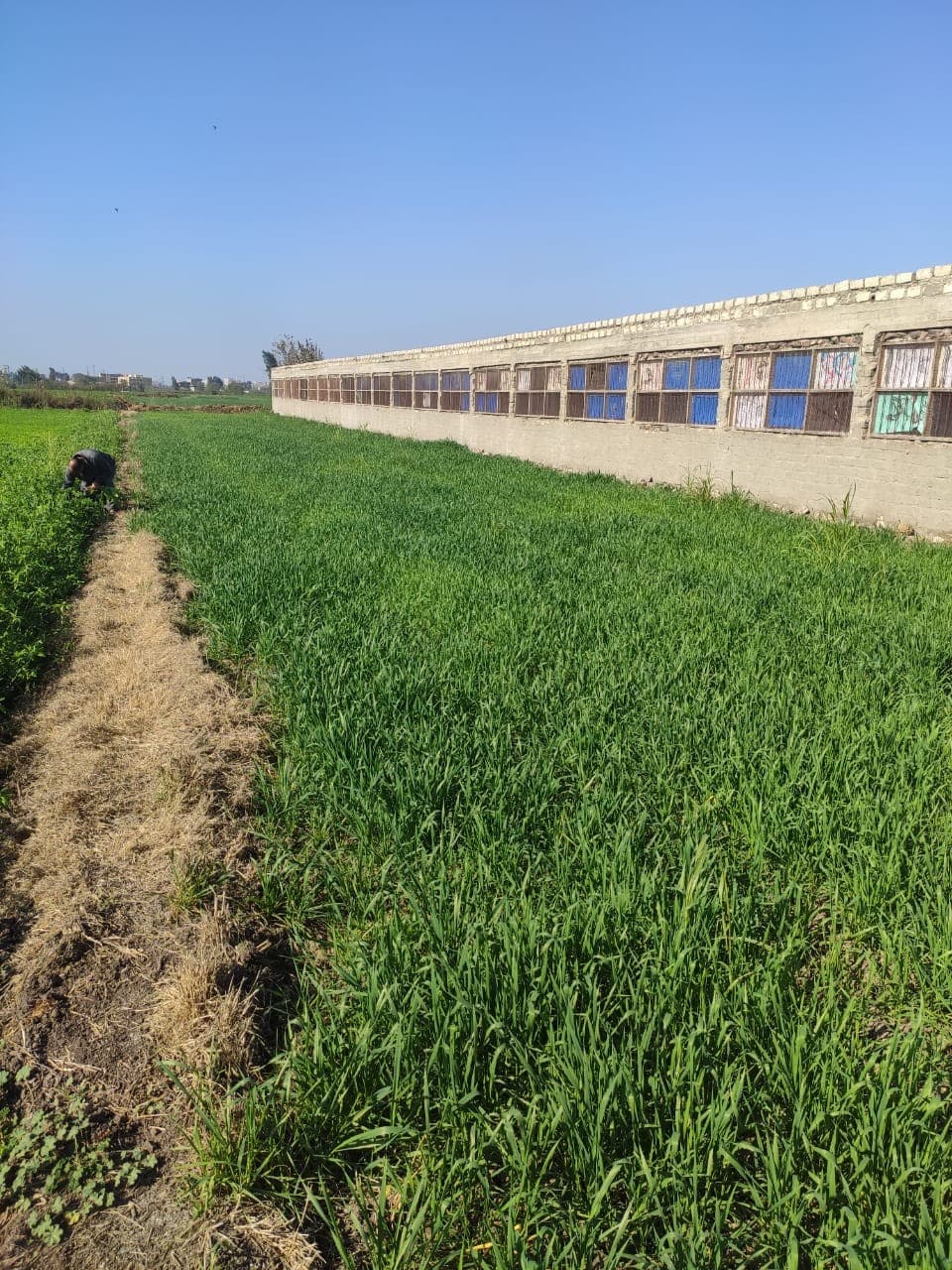 Poultry farm for sale in Mansoura 0