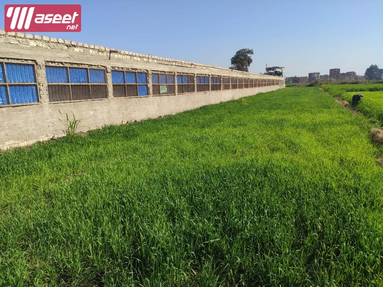 Poultry farm for sale in Mansoura 1
