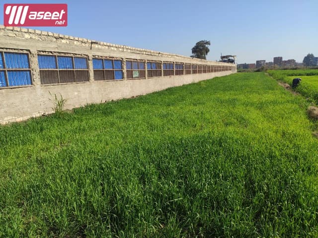 Poultry farm for sale in Mansoura