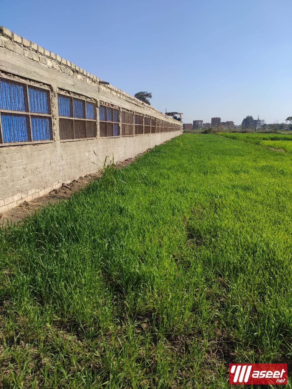 Poultry farm for sale in Mansoura 2