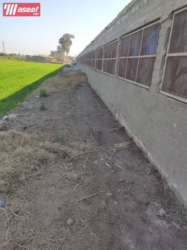 Poultry farm for sale in Mansoura