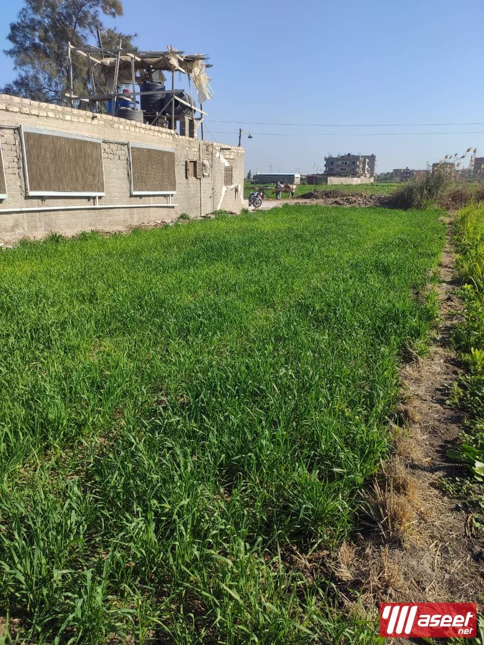 Poultry farm for sale in Mansoura 5