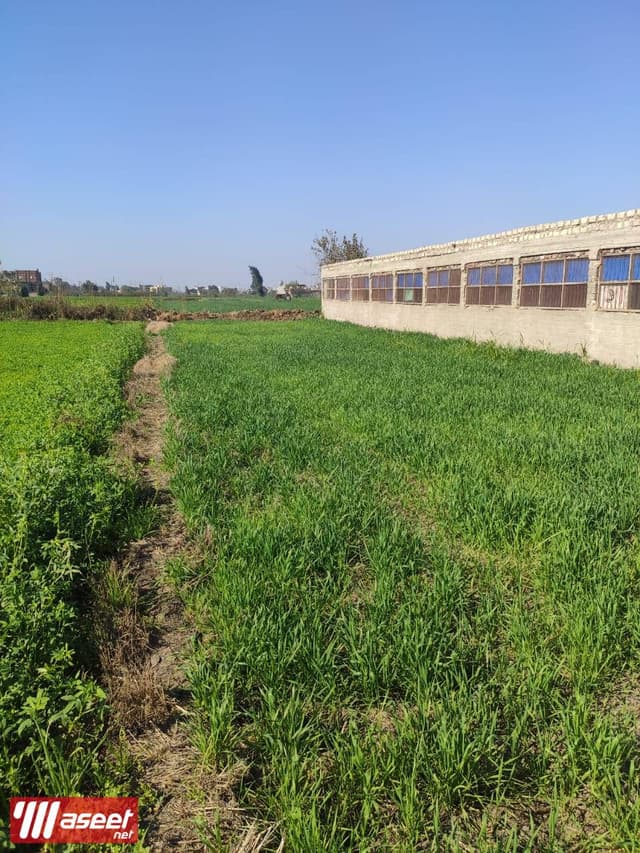 Poultry farm for sale in Mansoura