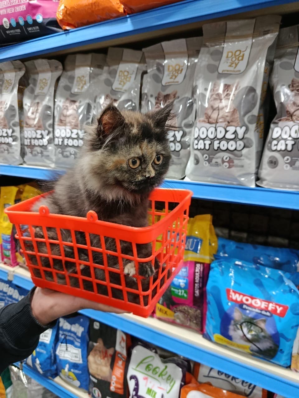 قطط مون فيس بنات وولاد  0