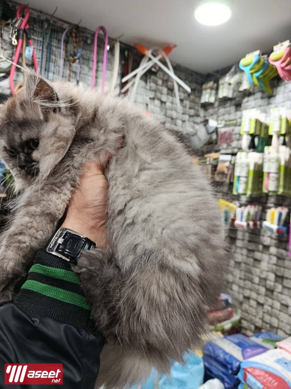 قطط مون فيس بنات وولاد  2