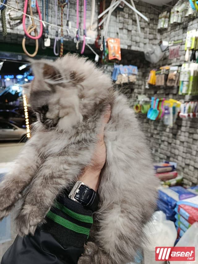 قطط مون فيس بنات وولاد 
