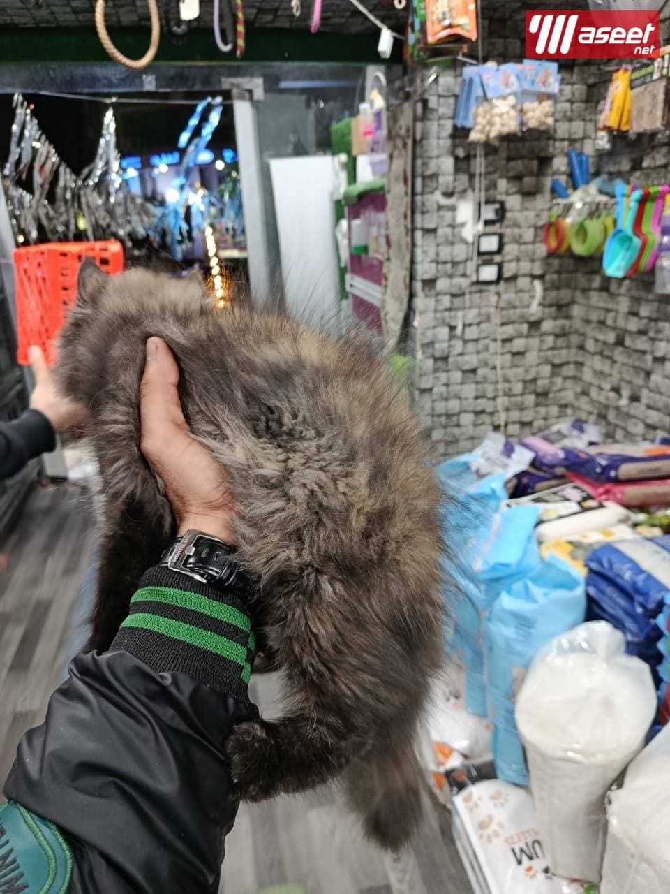 قطط مون فيس بنات وولاد  6