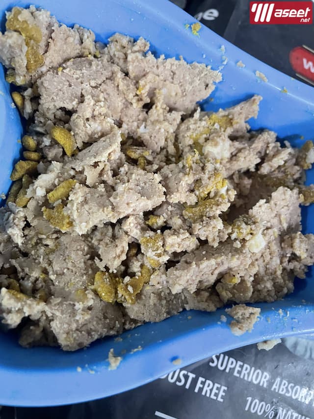 قطط مون فيس بنات وولاد 