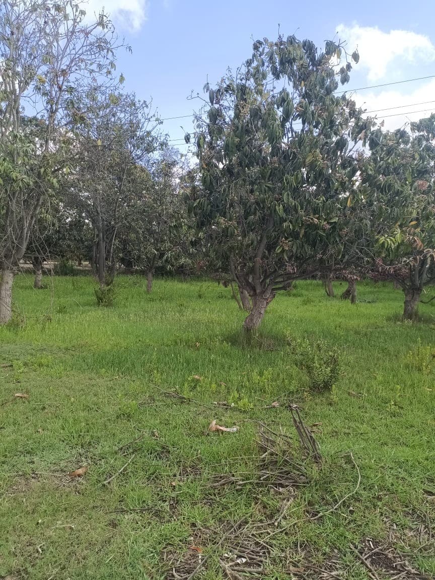 Agricultural land for sale 39 karat Ismailia Suez road 1