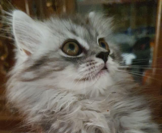 Shirazi Pure male and female cats for sale