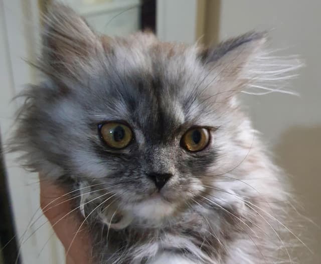 Shirazi Pure male and female cats for sale